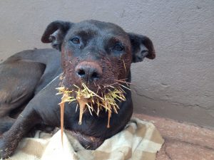 Cachorro com espinhos na boca