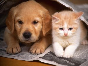 cama-caminha-cachorro-gato-pet-suspensa-gia-de-adoção