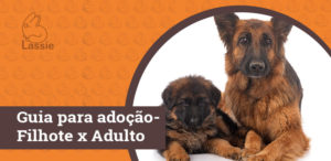 Guia para adoção - Filhote x Adulto