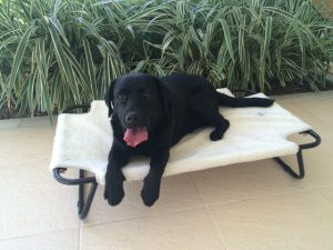 Cama para Pets Brandina com capa peludinha, ideal para o inverno!