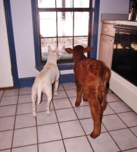 cama-cachorro-pet-gato-moonpie-mini-vaca-1