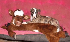 cama-cachorro-pet-gato-moonpie-mini-vaca-2