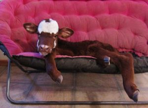 cama-cachorro-pet-gato-moonpie-mini-vaca-3