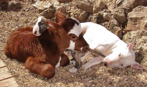 cama-cachorro-pet-gato-moonpie-mini-vaca-4