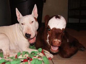 cama-cachorro-pet-gato-moonpie-mini-vaca-5