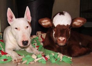 cama-cachorro-pet-gato-moonpie-mini-vaca-7
