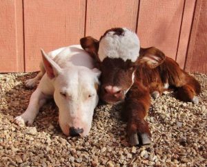 cama-cachorro-pet-gato-moonpie-mini-vaca-8
