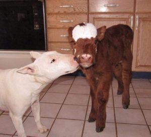 cama-cachorro-pet-gato-moonpie-mini-vaca-9