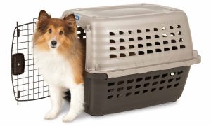 cama-pet-cachorro-gato-brandina-kennel-viagem