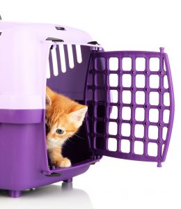 cama-pet-cachorro-gato-brandina-lassie-viagem