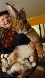 cama-pet-coelho-cachorro-gato-lassie-brandina-gigante