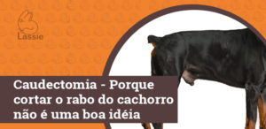 Caudectomia - Porque cortar o rabo do cachorro não é uma boa idéia