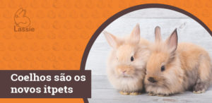 Coelhos são os novos itpets