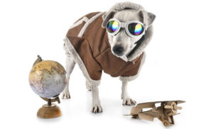 Viajar de Avião com o Pet
