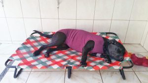 cama-pet-cachorro-gato-brandina-lassie-castração-lunna