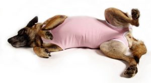 cama-pet-cachorro-gato-coelho-brandina-lassie.castração-roupa