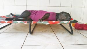 cama-pet-cachorro-gato-coelho-castração-lunna-brandina-lassie