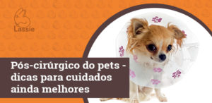 Pós-cirúrgico dos pets - dicas para cuidados ainda melhores