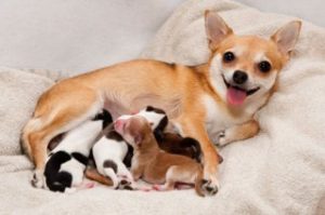 Cachorra amamentando seus filhotes