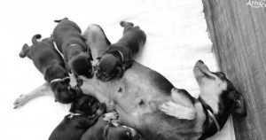 Cachorra amamentando