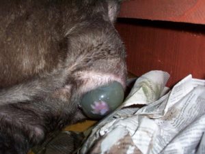 Parto canino