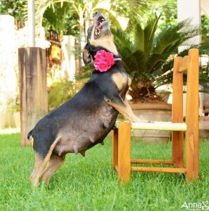 Cachorra grávida