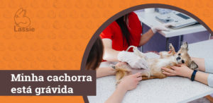 Minha cachorra está grávida
