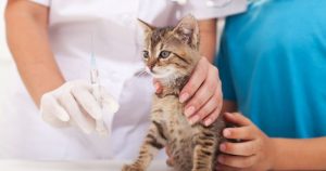 Vacina para gatos