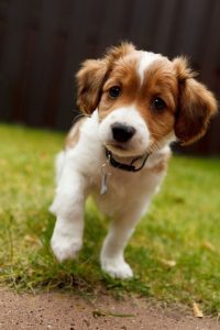 cama-caminha-pet-cachorro-gato-lassie-brandina-nederlandse-kooikerhondje-puppy