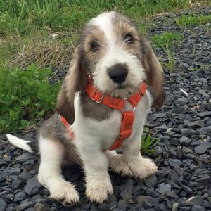 cama-pet-cachorro-gato-brandina-suspensa-lassie-sebastian-grand-basset-griffon-vendeen