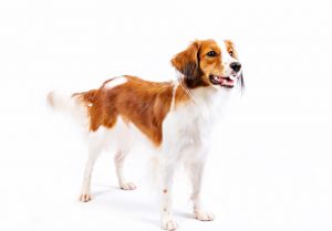 Nederlandse Kooikerhondje
