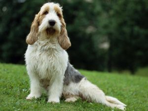 cama-pet-cachorro-gato-suspensa-lassie-caminha-suspensa-grand-basset-griffon-vendeen