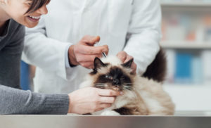 Vacinas para Gatos
