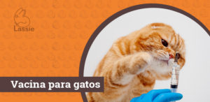 Vacina para gatos