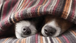 Cachorro sente frio?