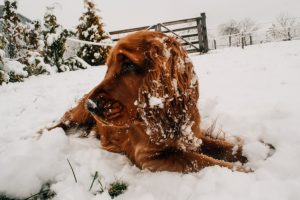 Cachorro na neve