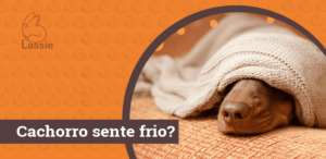 Cachorro sente frio?