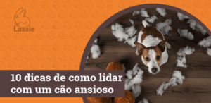 10 dicas de como lidar com um cão ansioso