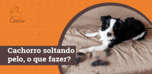Cachorro soltando pelo, o que fazer?