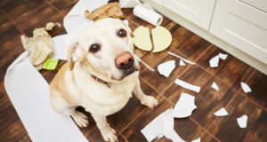 cama-pet-cachorro-gato-brandina-suspensa-elevada-cão-ansioso