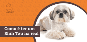 Como é ter um Shih Tzu na real