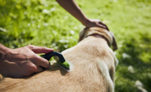 Escovando o pelo do cachorro