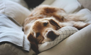Golden Retriever soltando pelo, o que fazer?