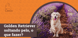 Golden Retriever soltando pelo, o que fazer?