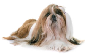 Como é ter um cachorro Shitzu?