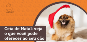 Ceia de Natal: veja o que você pode oferecer ao seu cão