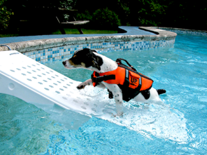 cachorro-piscina2