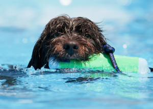 cachorro_piscina