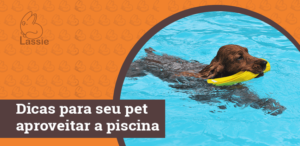 Dicas para seu pet aproveitar a piscina