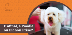 E afinal, é Poodle ou Bichon Frisé?